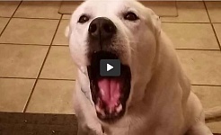 Charlie the talking dog