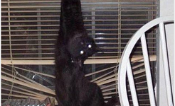 Top 5 Funniest Cat Streams Across All Networks!